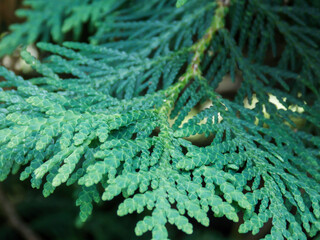 thuja occidentalis close up macro