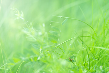 Fresh grass with small grasshopper. Nature balance and harmony
