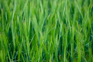 green wheat field on a Sunny summer day