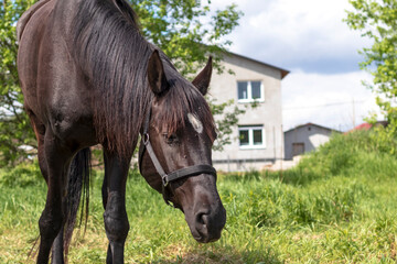 Fototapeta premium Daylight. black horse eating grass in the meadow. Close-up.