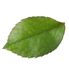 Fototapeta na wymiar Green rose leaf isolated on white background