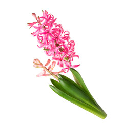 Pink, coral hyacinth flower isolated on white background.
