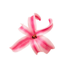 Naklejka na ściany i meble Pink, coral hyacinth flower isolated on white background.