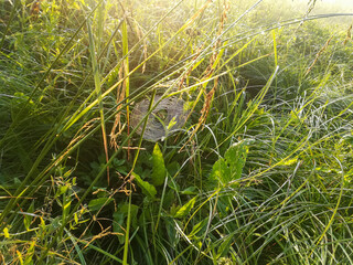 Beautiful landscape in the early summer morning on the river bank, with grass, trees and cobwebs