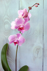Phalaenopsis white pink orchid with striped petals, variety "Reflection".
