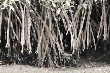 Roots of white mangrove shrubs, Laguncularia racemosa