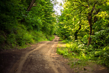 Fototapeta na wymiar old road in summer forest