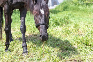 Naklejka na ściany i meble Daylight. black horse eating grass in the meadow. Close-up.