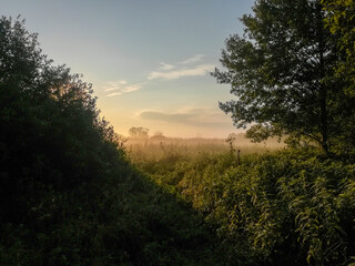 Beautiful landscape in the early summer morning on the river bank, with grass, trees and cobwebs