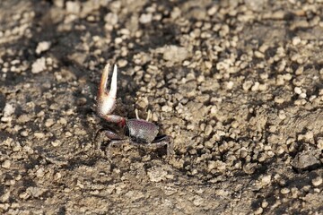 A fiddler grab, Uca tangeri, on a mudflat