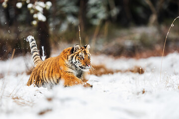 Siberian tiger (Panthera tigris tigris) wants to hunt in the winter landscape