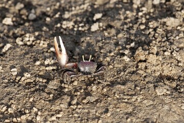 A fiddler grab, Uca tangeri, on a mudflat