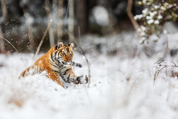 Siberian tiger (Panthera tigris tigris) looking for prey in a winter landscape