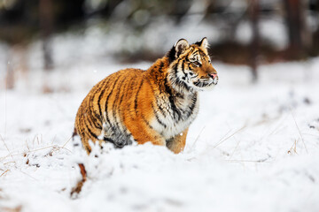 Siberian tiger (Panthera tigris tigris) posing in the snowy wilderness