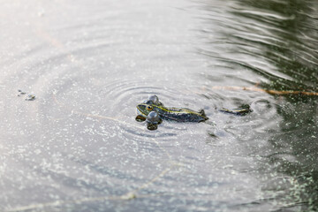 Green frog swims in the water in a swamp. Croaks loudly, blowing bubbles. Courtship games. Nature and fauna in the summer.