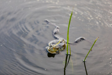 Green frog swims in the water in a swamp. Croaks loudly, blowing bubbles. Courtship games. Nature and fauna in the summer.