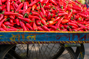 Red hot chili peppers in India
