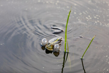 Green frog swims in the water in a swamp. Croaks loudly, blowing bubbles. Courtship games. Nature and fauna in the summer.