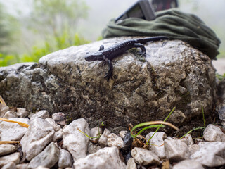 Alpensalamander
