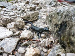 Alpensalamander
