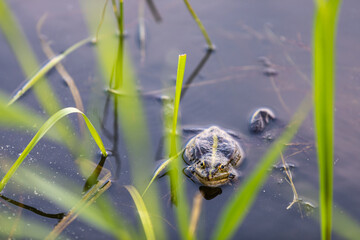 Green frog swims in the water in a swamp. Croaks loudly, blowing bubbles. Courtship games. Nature and fauna in the summer.