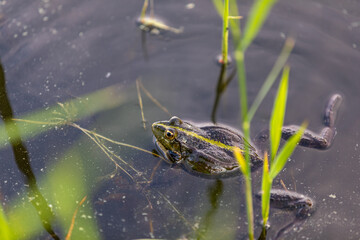 Green frog swims in the water in a swamp. Croaks loudly, blowing bubbles. Courtship games. Nature and fauna in the summer.