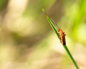 Soldier Beetle on grass