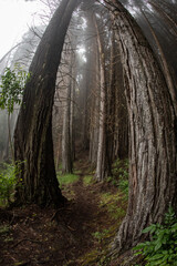 Fog in a redwood forrest