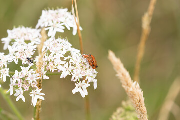 Soldier Beetle mating 3