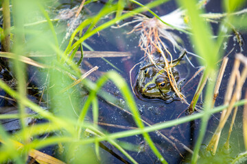 Green frog swims in the water in a swamp. Croaks loudly, blowing bubbles. Courtship games. Nature and fauna in the summer.