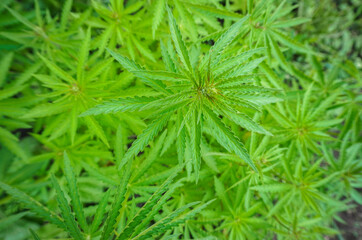 The concept of Indoor grow marijuana. marijuana for recreational purposes. Cannabis texture