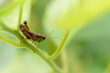 葉の上で休むイナゴ　Locust Rest on leaves