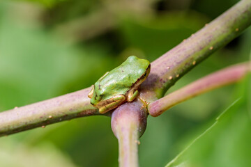  ニホンアマガエル　Japanese tree frog