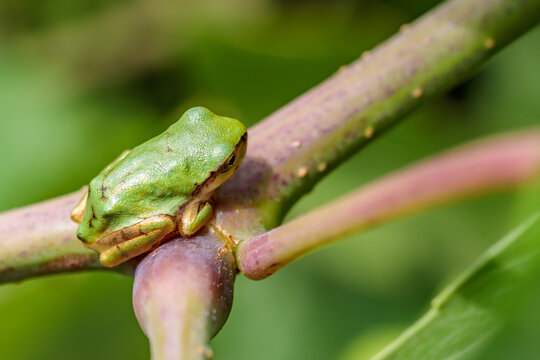  ニホンアマガエル　Japanese tree frog