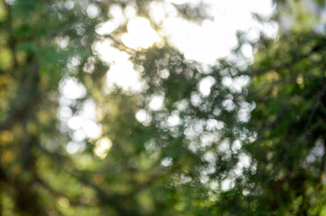 Green background of tree foliage. Fresh healthy green bio background with abstract blurred foliage