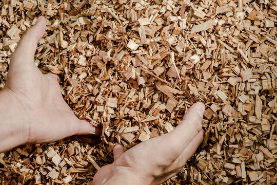 Hands holding wooden chips from eucalyptus trees as fuel for clean energy