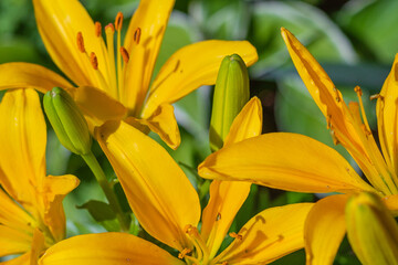 Blooming bright yellow lily flowers in a Colorado rural summer garden