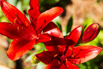 Blooming bright red lily flowers with buds in a Colorado rural summer garden