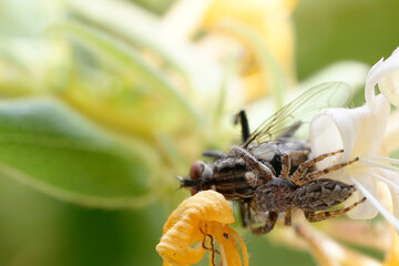 a jumping spider sits on a flower in the garden with a hunted housefly