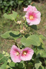 Pinkfarbenes  Malvengewächs