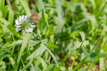 タテハチョウとシロツメクサ　Admiral butterfly and White clover