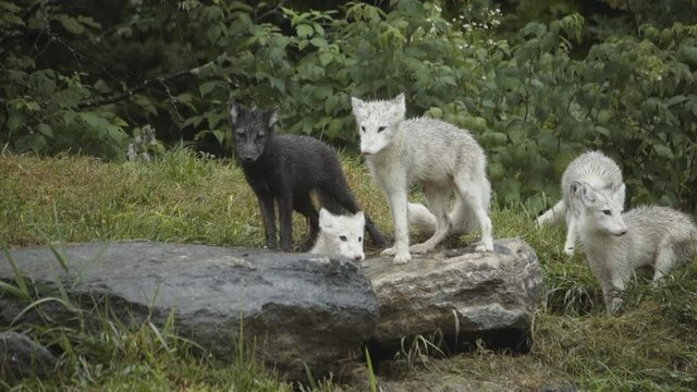 Wolf cubs in forest on overcast day