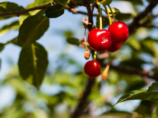 Tart pie cherries bloom in a rural Colorado farmhouse back yard