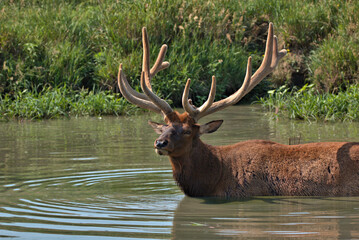Bull Elk with a full rack