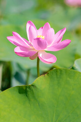 蓮の花（二千年ハス）千栗土居公園　佐賀県みやき町　 Lotus flower Chirikudoi Park Saga-ken Miyaki town