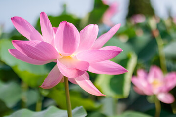 Fototapeta premium 蓮の花（二千年ハス）千栗土居公園 佐賀県みやき町 Lotus flower Chirikudoi Park Saga-ken Miyaki town