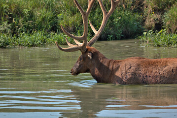 Bull Elk in the summer