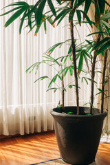 Potted plant next to a huge window covered by a long white curtain. The light is soft and pleasing.