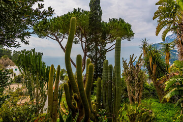 Verdant cacti in Capri town on the island of Capri, Italy