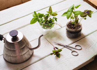 Obraz na płótnie Canvas Homemade herbs in pots and glass jars (basil, mint, lemon balm) on a wooden background